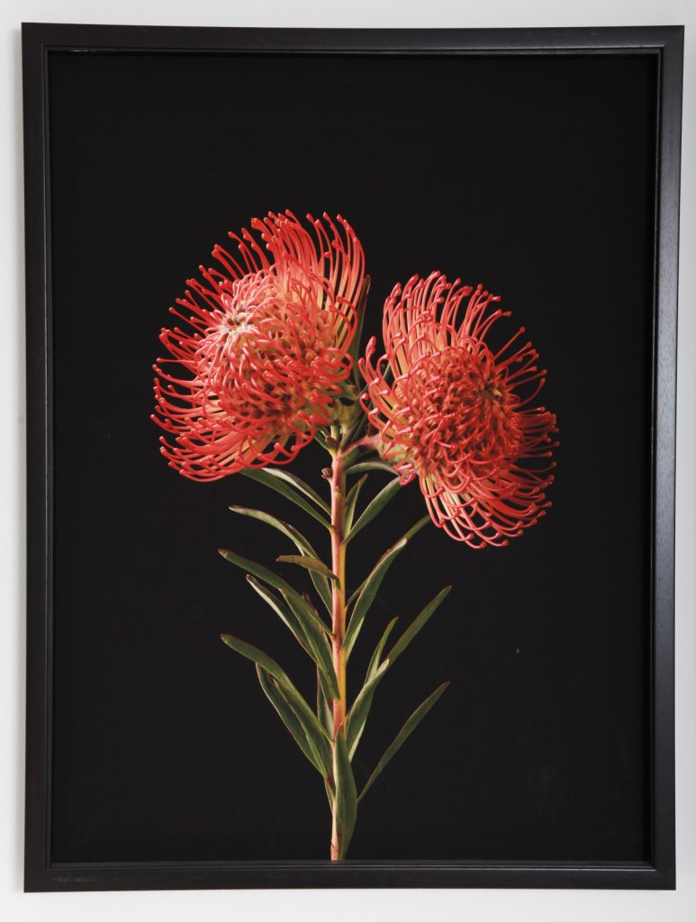 Toya Legido, "Las Floras De Otro Mundo", 2017-2019, Jet d'Encre sur Papier Coton, /5, 60 x 80 cm