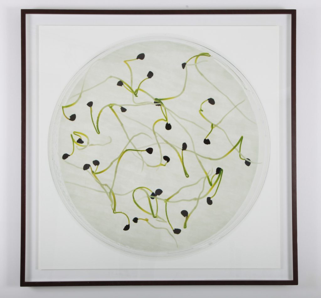 Luis Castelo, "Germinación. Allium Cepa #2", 2007, Scanographie, Papier Photo et Encres Pigmentées, 120 x 120 cm