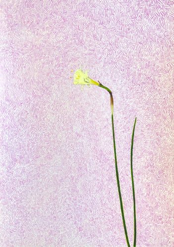 Per Adolfsen, Flower, 2020, colored pencil on paper, 42x30cm